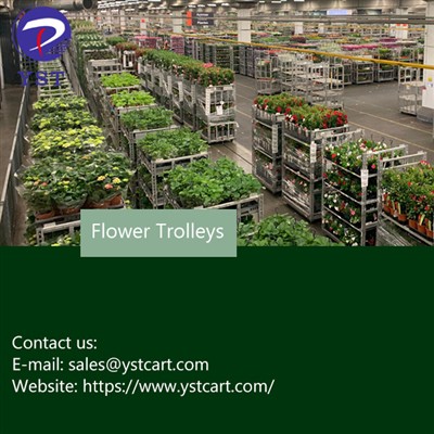 How Flower Trolleys Boost Productivity And Profits in The Flower Auction Indu...