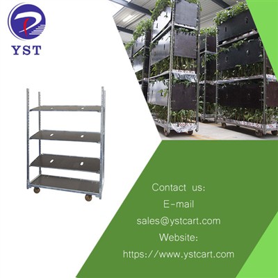 Maximizing Space And Productivity With Plant Trolleys in Flower Distribution ...