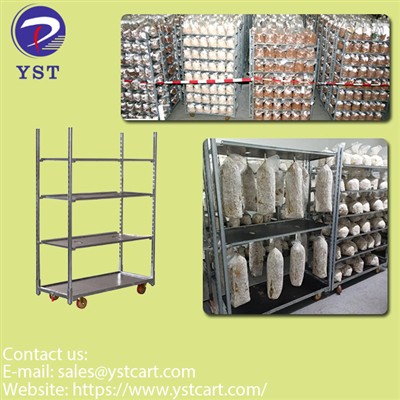 Boosting Mushroom Yield And Quality Through Mushroom Growing Rack