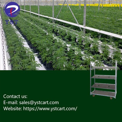Streamlining The Cannabis Cultivation Process With Danish Trolleys