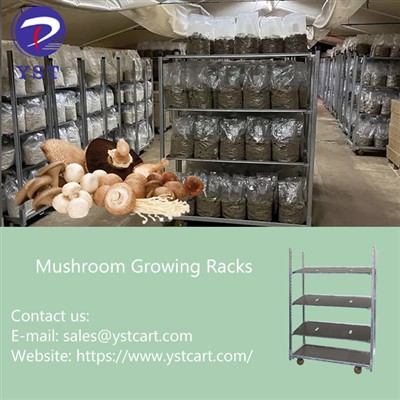 Mushroom Growing Racks: A Revolutionary Equipment For Mushroom Farms